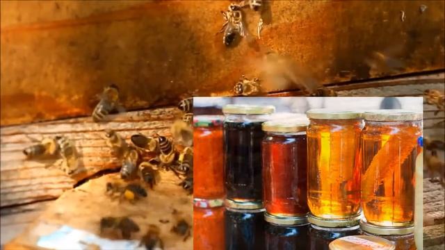 Asal Haqida, Shifobaxsh Hususiyatlari, Foydasi, Zarari, Tanlashning 7 Ta Oltin Qoidasi Malumot