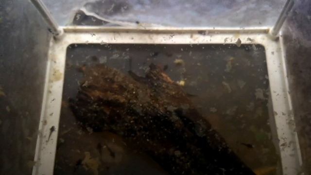 Breeding My Whiptails - Tropical Fish Flog 2 смотреть онлайн