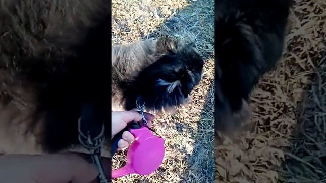 как приучить померанского шпица к поводку???? смотреть онлайн