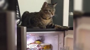 Забавные животные №37