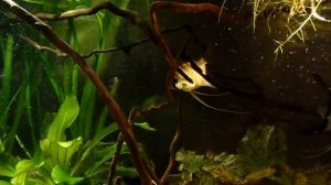 Pterophyllum scalare red spot Guyana (red dragon)