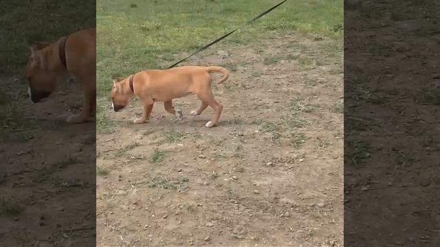 Как быстро выросла моя девочка  питбуль ZARRA?