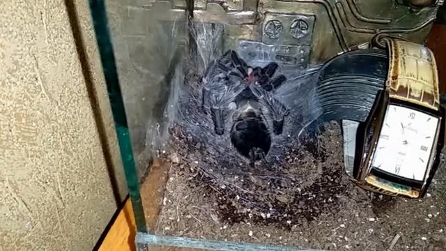 линька паука, определение пола, поПЫТКА отобрать шкуру и ЧАСЫ!!!. смотреть онлайн