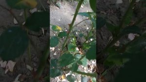 Роза Зе Импрессионист. Красотки на продажу.