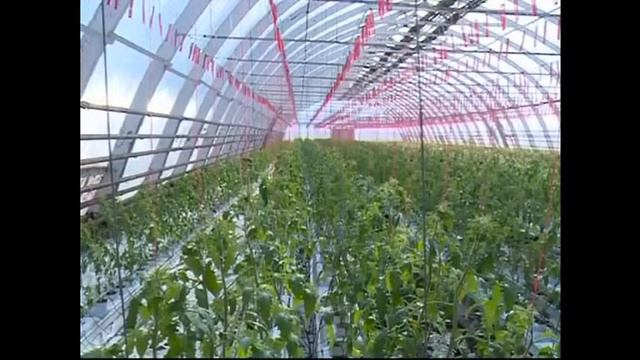 Агрофирма "Роса" смотреть онлайн