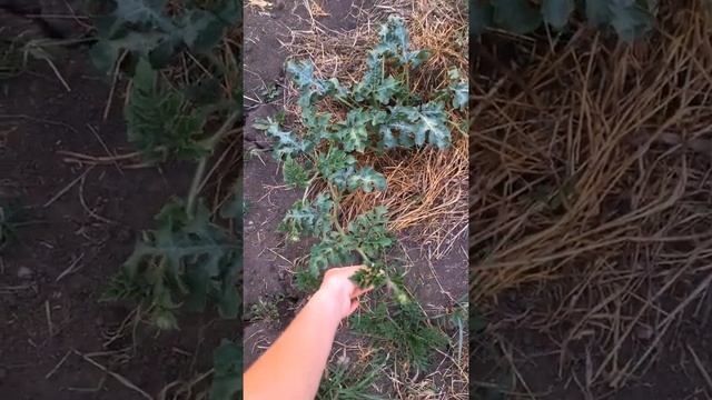 Как цветёт арбуз | Посадка в открытый грунт смотреть онлайн