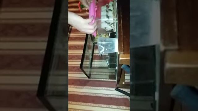Кормление ядовитой жабы (в домашнихусловиях)28.02.2018год... смотреть онлайн