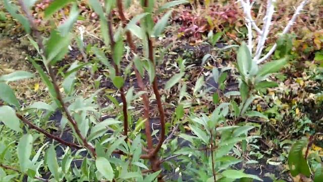 Миндаль. смотреть онлайн