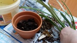 Орхидея Цимбидиум  ( Cymbidium) пострадавшая от паутинного клеща и перелива.