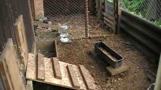 ОБУСТРОЙСТВО ВЫГУЛЬНОЙ ПЛОЩАДКИ ДЛЯ КУР в нашем хозяйстве смотреть онлайн