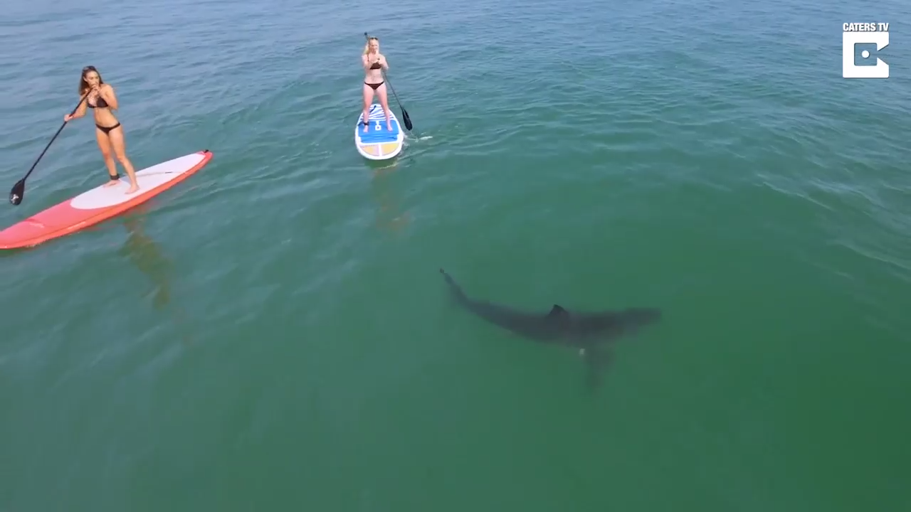 Серфинг с акулой смотреть онлайн