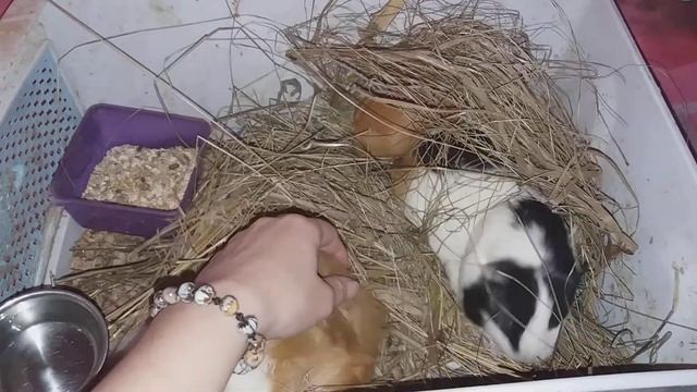 мои морские свинюшки смотреть онлайн