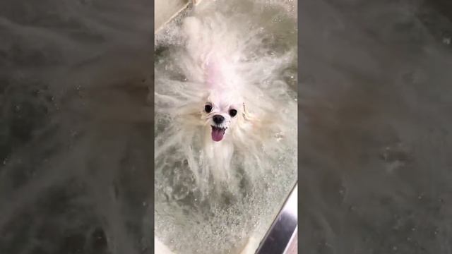 "СВАТЫ" ВЕРНУЛИСЬ! ЕТИТСКАЯ БОГОМЫШЬ? смотреть онлайн