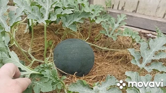 ЛЕНИВАЯ ДАЧНИЦА 🌸 СОБИРАЕМ ВИШНЮ, СТРИЖЕМ БАКЛАЖАНЫ 👍 ИЩЕМ ДЫНИ В ЗАРОСЛЯХ 🍈🍈🍈 смотреть онлайн