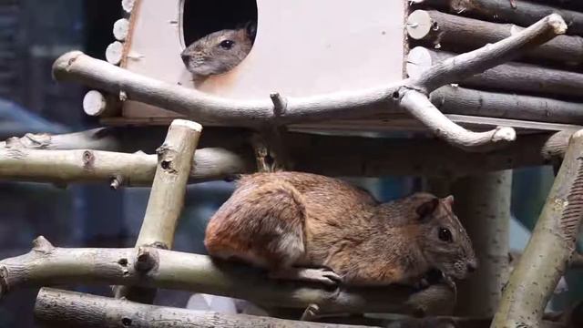 Еще один счастливый день с Триумф-НК смотреть онлайн