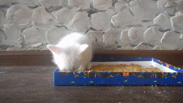 Как научить котенка ходить в туалет. Первые навыки гигиены смотреть онлайн