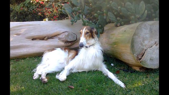 Вязка борзых. Borzoi Dating.