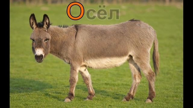 Названия животных - учим русский алфавит. смотреть онлайн