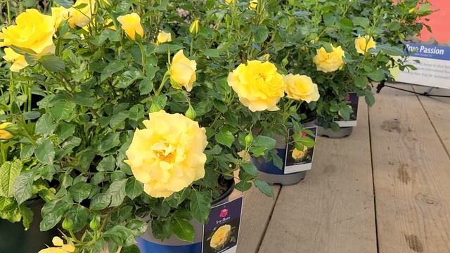 Rosa True Bloom™ True Friendship?(Rose) // Best DISEASE RESISTANT, Easy to Grow, NEW compact Rose смотреть онлайн