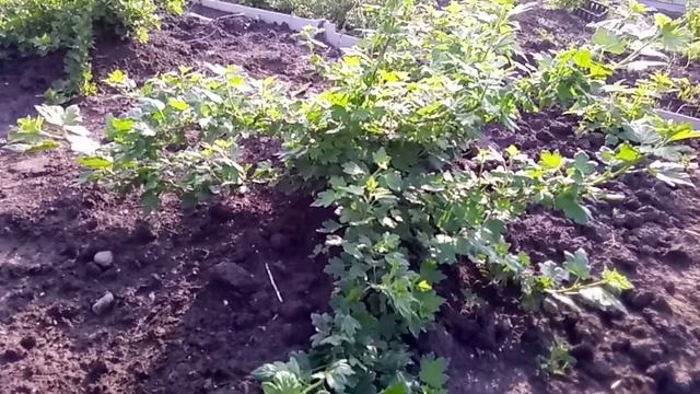 Бесшипный урожайный крыжовник сорта Пакс смотреть онлайн