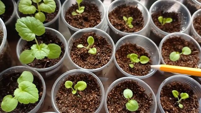 Рассаде земляники, петунии, пеларгонии 25 дней