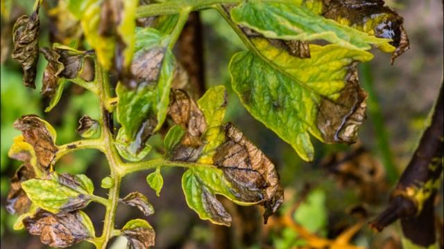 ТОМАТ РАКЕТА - БОЛЕЕ 50 ЛЕТ НА РЫНКЕ КОМПАКТНЫЙ ВКУСНЫЙ СОРТ смотреть онлайн