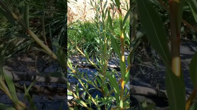 Basfordiana Willow (Salix fragilis 'Basfordiana') смотреть онлайн