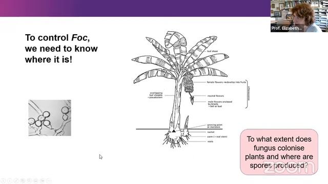 Morphology and Genetic Diversity of Fusarium Oxysporum f.sp Cubense смотреть онлайн