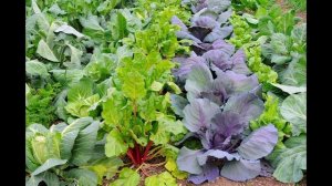 ☘️ ГРЯДКИ РОЗУМА - решение множества дачных проблем! Как обустроить?