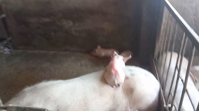 Обзор СВИНЕЙ, КАБАНОВ и ПОРОСЯТ// МУХИ супер СРЕДСТВО в комментариях)) смотреть онлайн