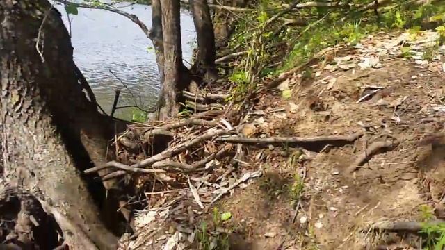 Батька Нёман 2. Голавль, щука и окунь на воблер. смотреть онлайн