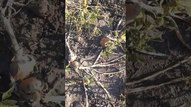 Медовый Спас и уборка лука. смотреть онлайн