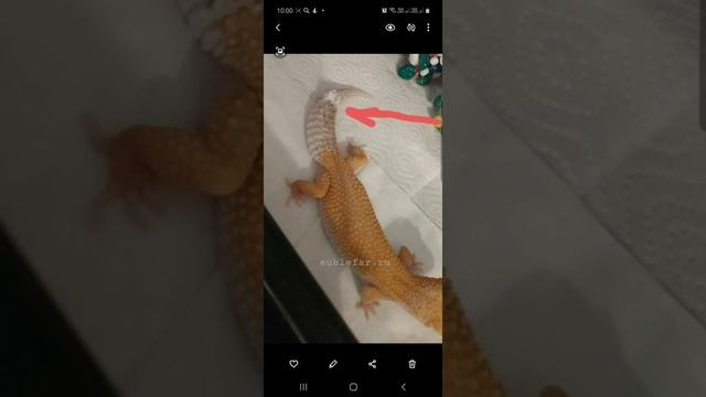 Травма хвоста у эублефара. смотреть онлайн