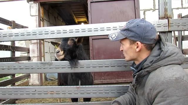 Отсадил козлов. Содержание козла в хозяйстве. смотреть онлайн
