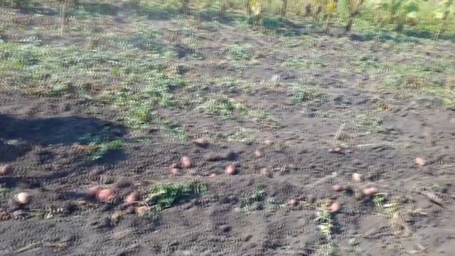 КОПКА КАРТОШКИ МОТОБЛОКОМ С ГРУНТОЗАЦЕПАМИ И ПРИЦИПНОЙ КАРТОФЕЛЕКОПАЛКОЙ. смотреть онлайн