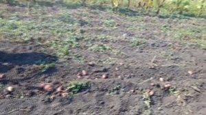 КОПКА КАРТОШКИ МОТОБЛОКОМ С ГРУНТОЗАЦЕПАМИ И ПРИЦИПНОЙ КАРТОФЕЛЕКОПАЛКОЙ.