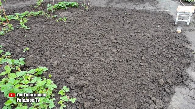 СДЕЛАЙТЕ ЭТО ПРИ ПОСАДКЕ КУКУРУЗЫ УРОЖАЙ БУДЕТ ОГРОМНЫЙ смотреть онлайн