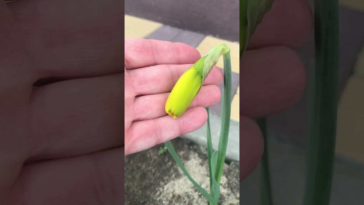 Весна идёт! Весне дорогу! ❤️