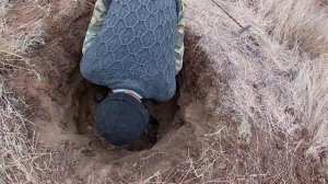 Охота на барсука.Охота с собакой. Норная охота с ягдтерьером. Hunting with German Jagdterrier