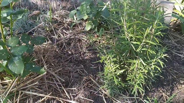 РОЗМАРИН?ВЫРАЩИВАНИЕ на даче и дома.Размножение розмарина черенками. смотреть онлайн