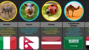 Национальные Животные // Символы Стран (Сравнение)