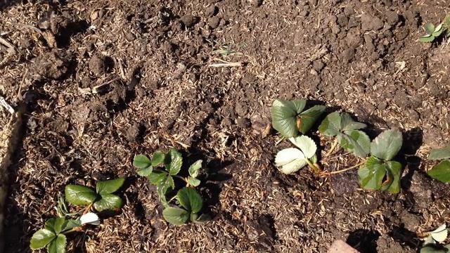 Секреты посадки клубники. Как быть с урожаем в первый год высадки смотреть онлайн