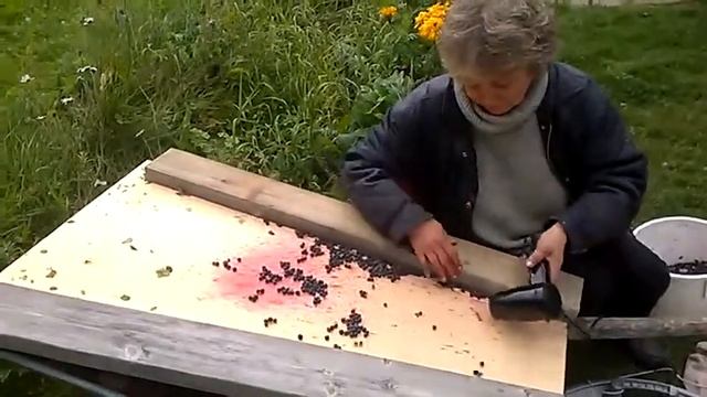 Como limpiar las ballas.Как очистить ягоды от мусора смотреть онлайн