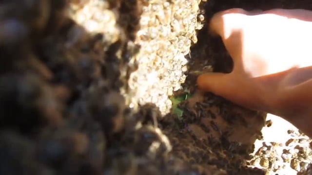 Посадка роя пчел в улей смотреть онлайн