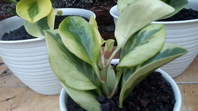 Cara perawatan peperomia obtusifolia variegata смотреть онлайн