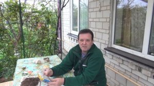 Отрава от медведки "  Rembek ".