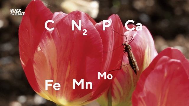 Зачем нужны комары? | Black Science смотреть онлайн