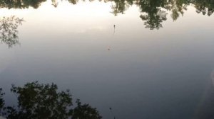 Ловля карася в стиле танаго (TANAGO) микро удочкой 0,89см (18см)