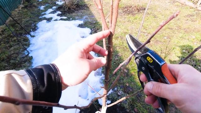 ОБЯЗАТЕЛЬНО! сделайте это с ГРУШЕЙ весной для более раннего плодоношения! ОБРЕЗКА МОЛОДОЙ ГРУШИ!