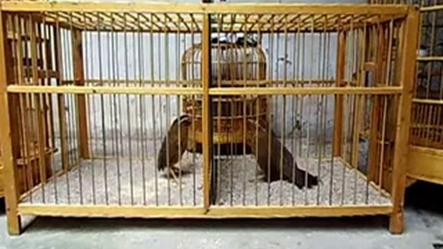 Певчие Китайские птицы смотреть онлайн
